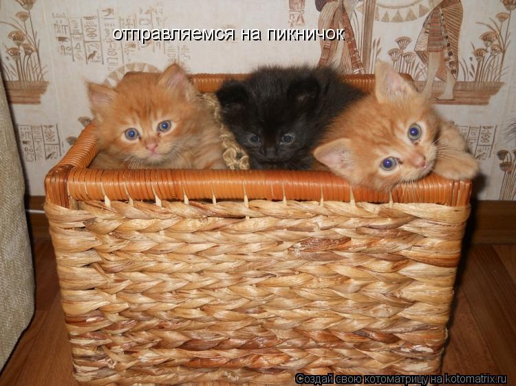 отправляемся на пикничок... Котоматрица: отправляемся на пикничок