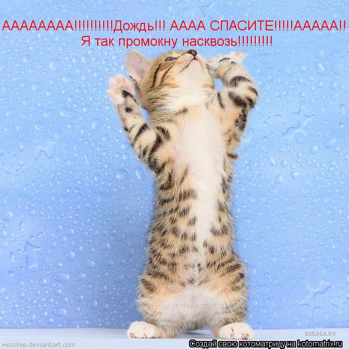 Котоматрица: АААААААА!!!!!!!!!!Дождь!!! АААА СПАСИТЕ!!!!!ААААА!! Я так промокну насквозь!!!!!!!!!