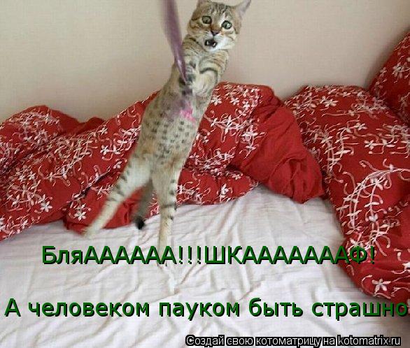Котоматрица: А человеком пауком быть страшно!!! БляАААААА!!!ШКАААААААФ!