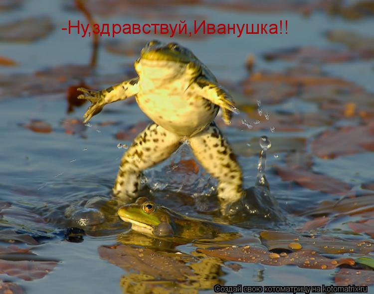 Котоматрица: -Ну,здравствуй,Иванушка!!