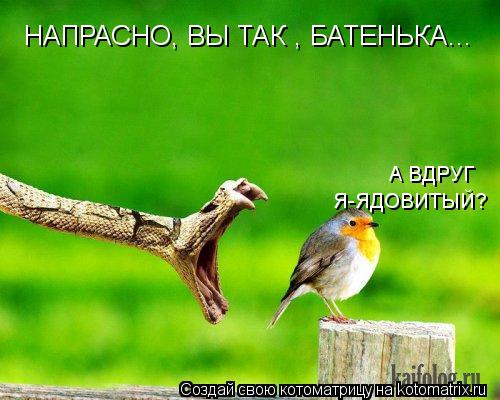 Котоматрица: НАПРАСНО, ВЫ ТАК , БАТЕНЬКА... А ВДРУГ  Я-ЯДОВИТЫЙ?