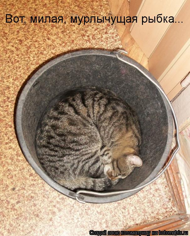 Котоматрица: Boт, милая, мурлычущая рыбка...