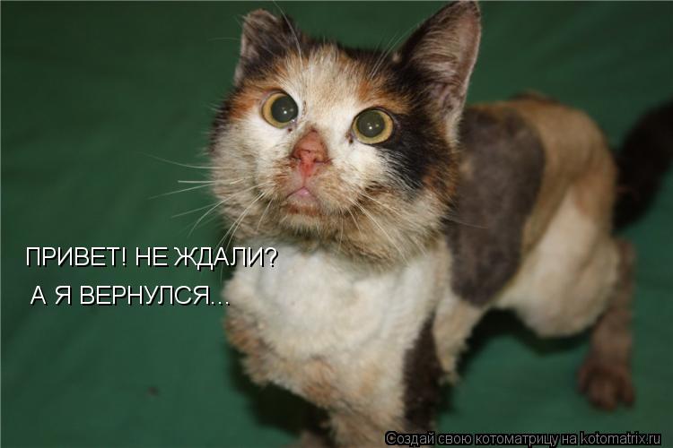 Котоматрица: А Я ВЕРНУЛСЯ... ПРИВЕТ! НЕ ЖДАЛИ?