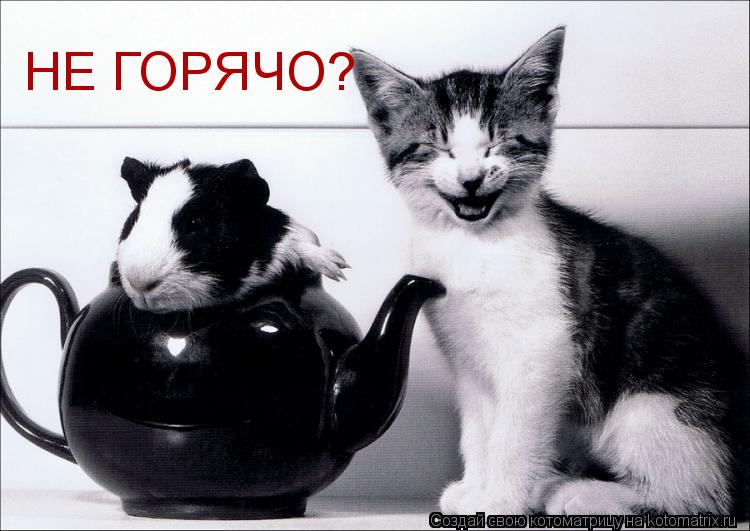 Котоматрица: НЕ ГОРЯЧО?