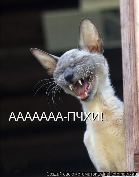 Котоматрица: ААААААА-ПЧХИ!