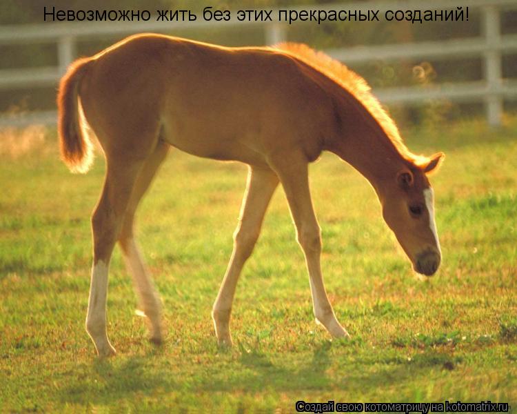 Котоматрица: Невозможно жить без этих прекрасных созданий!