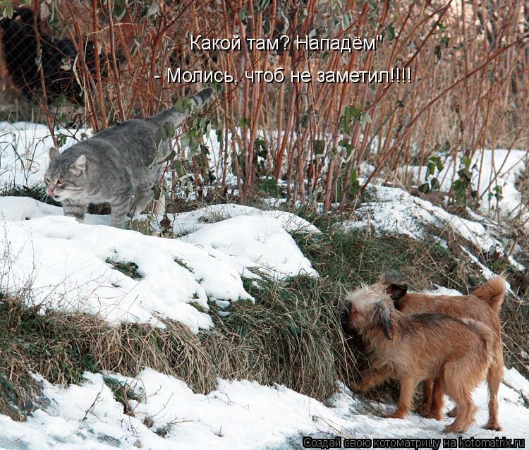 Какой там? Нападём" - Молись, чтоб не заметил!!!!... Котоматрица: Какой там? Нападём" - Молись, чтоб не заметил!!!!