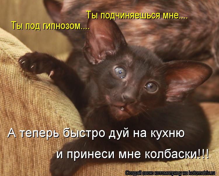 А теперь быстро дуй на кухню и принеси мне колбаски!!! Ты под гипнозом.... Ты подчиняешься мне....... Котоматрица: А теперь быстро дуй на кухню и принеси мне колбаски!!! Ты под гипнозом.... Ты подчиняешься мне....