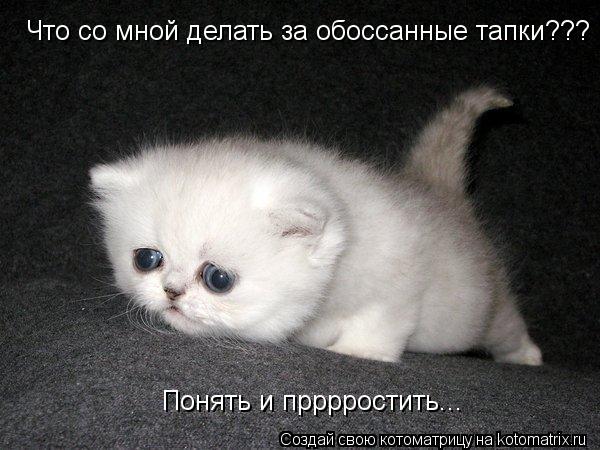 Что со мной делать за обоссанные тапки??? Понять и прррростить...... Котоматрица: Что со мной делать за обоссанные тапки??? Понять и прррростить...