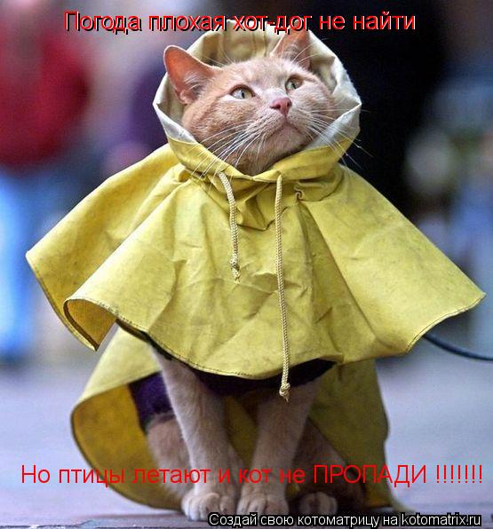 Погода плохая хот-дог не найти Погода плохая хот-дог не найти Но птицы летают и кот не ПРОПАДИ !!!!!!... Котоматрица: Погода плохая хот-дог не найти Погода плохая хот-дог не найти Но птицы летают и кот не ПРОПАДИ !!!!!!!