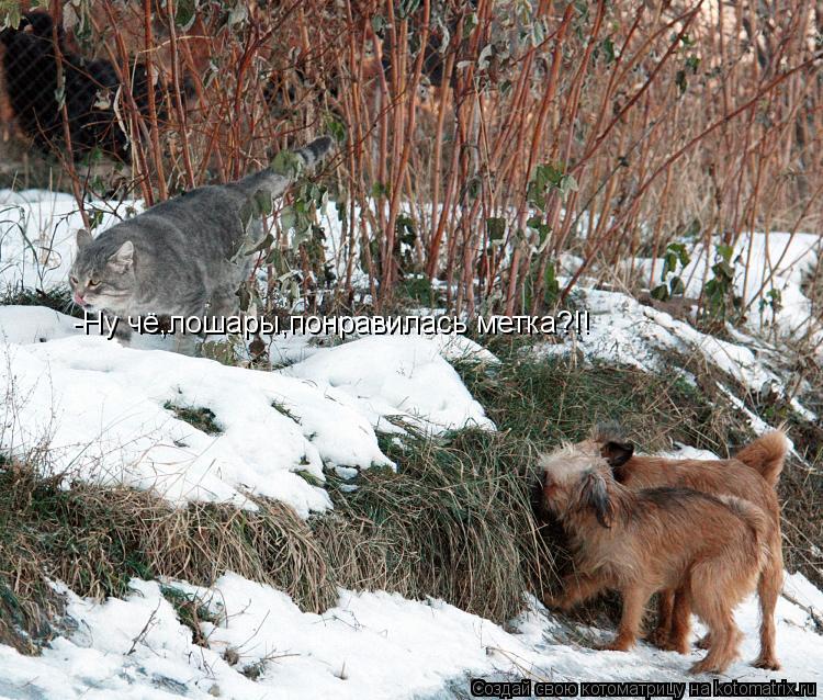 -Ну чё,лошары,понравилась метка?!!... Котоматрица: -Ну чё,лошары,понравилась метка?!!