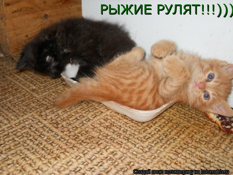 РЫЖИЕ РУЛЯТ!!!)))... Котоматрица: РЫЖИЕ РУЛЯТ!!!)))