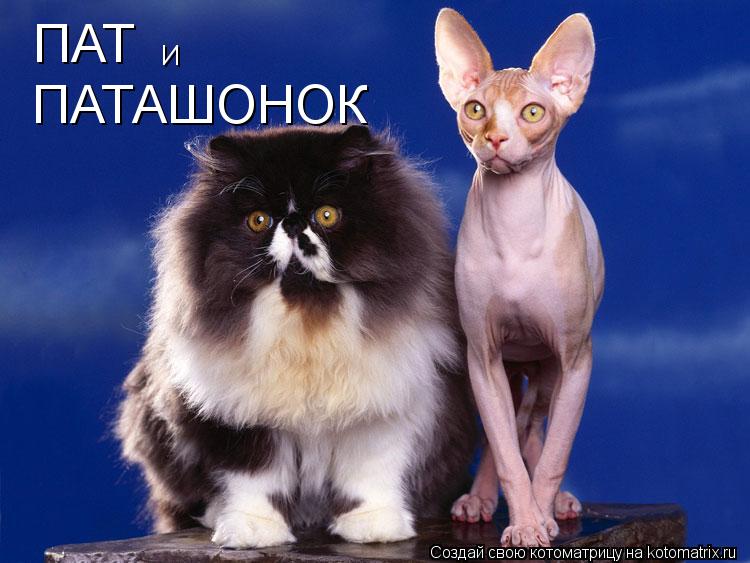 ПАТ И ПАТАШОНОК... Котоматрица: ПАТ И ПАТАШОНОК