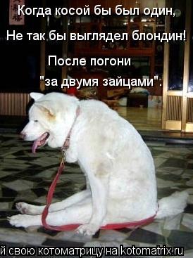 Когда косой бы был один, Не так бы выглядел блондин! После погони "за двумя зайцами".... Котоматрица: Когда косой бы был один, Не так бы выглядел блондин! После погони "за двумя зайцами".
