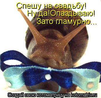 Спешу на свадьбу! Ну да!Опаздываю! Зато гламурно...... Котоматрица: Спешу на свадьбу! Ну да!Опаздываю! Зато гламурно...