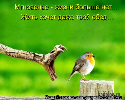 Жить хочет даже твой обед... Мгновенье - жизни больше нет...... Котоматрица: Жить хочет даже твой обед... Мгновенье - жизни больше нет...
