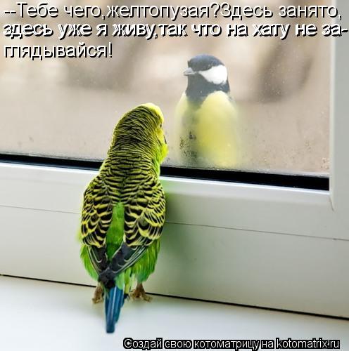 --Тебе чего,желтопузая?Здесь занято, здесь уже я живу,так что на хату не за- здесь уже я живу,так что... Котоматрица: --Тебе чего,желтопузая?Здесь занято, здесь уже я живу,так что на хату не за- здесь уже я живу,так что на хату не за- глядывайся! глядывайся!