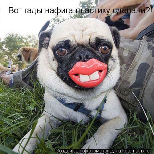 Вот гады нафига пластику сделали?!... Котоматрица: Вот гады нафига пластику сделали?!
