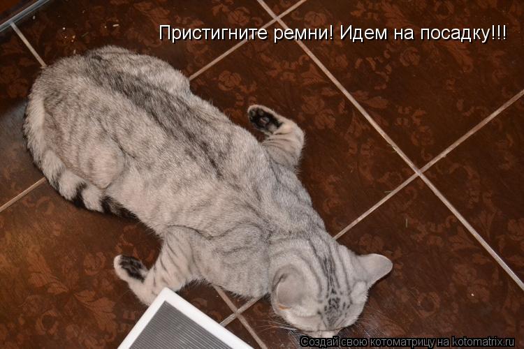 Пристигните ремни! Идем на посадку!!!... Котоматрица: Пристигните ремни! Идем на посадку!!!