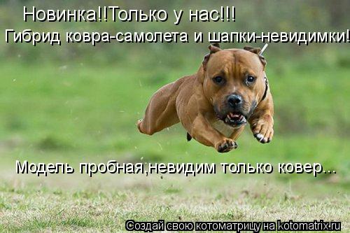 Новинка!!Только у нас!!! Гибрид ковра-самолета и шапки-невидимки! Модель пробная,невидим только ковер... Котоматрица: Новинка!!Только у нас!!! Гибрид ковра-самолета и шапки-невидимки! Модель пробная,невидим только ковер...