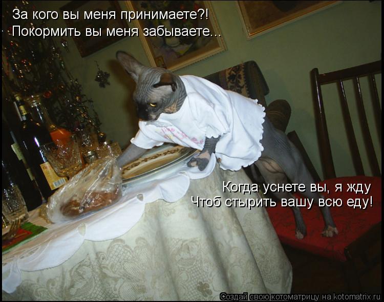 За кого вы меня принимаете?! Покормить вы меня забываете... Когда уснете вы, я жду Чтоб стырить вашу ... Котоматрица: За кого вы меня принимаете?! Покормить вы меня забываете... Когда уснете вы, я жду Чтоб стырить вашу всю еду!