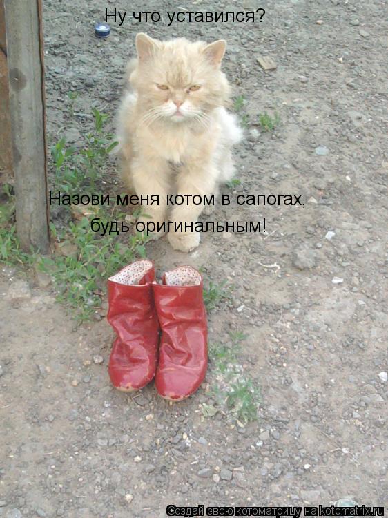 Ну что уставился? Назови меня котом в сапогах, будь оригинальным!... Котоматрица: Ну что уставился? Назови меня котом в сапогах, будь оригинальным!