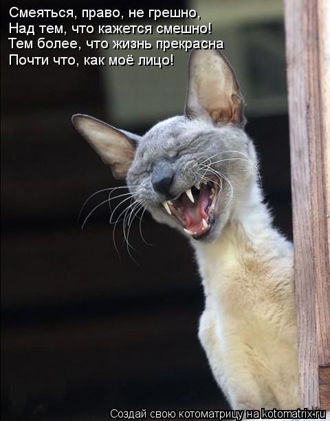 Смеяться, право, не грешно, Над тем, что кажется смешно! Тем более, что жизнь прекрасна Почти что, ка... Котоматрица: Смеяться, право, не грешно, Над тем, что кажется смешно! Тем более, что жизнь прекрасна Почти что, как моё лицо!