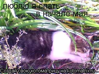 люблю я спать- в начале мая...... Котоматрица: люблю я спать- в начале мая...