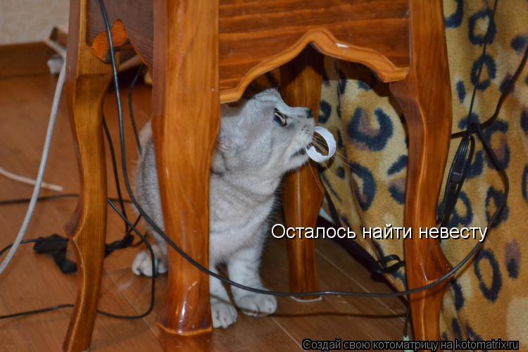 Осталось найти невесту... Котоматрица: Осталось найти невесту