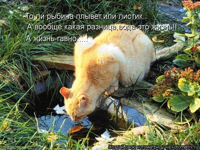 -То ли рыбина плывет,или листик.. А вообще,какая разница,вода-это жизнь!! А жизнь-гавно........ Котоматрица: -То ли рыбина плывет,или листик.. А вообще,какая разница,вода-это жизнь!! А жизнь-гавно.....