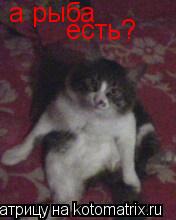 а рыба есть?... Котоматрица: а рыба есть?