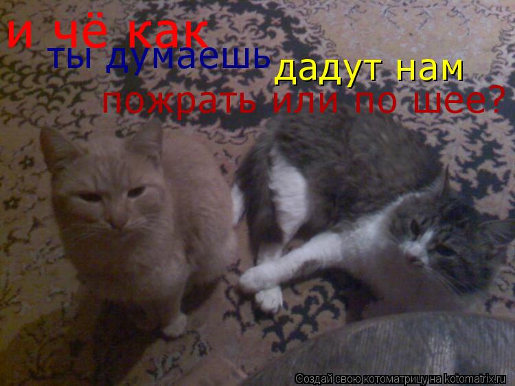 и чё как ты думаешь дадут нам пожрать или по шее?... Котоматрица: и чё как ты думаешь дадут нам пожрать или по шее?