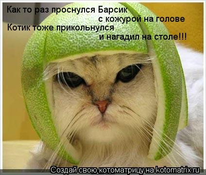 Как то раз проснулся Барсик с кожурой на голове Котик тоже прикольнулся и нагадил на столе!!!... Котоматрица: Как то раз проснулся Барсик с кожурой на голове Котик тоже прикольнулся и нагадил на столе!!!