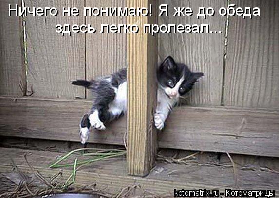 Ничего не понимаю! Я же до обеда здесь легко пролезал...... Котоматрица: Ничего не понимаю! Я же до обеда здесь легко пролезал...
