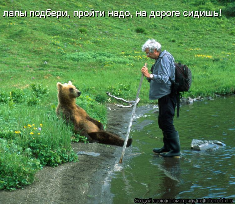 лапы подбери, пройти надо, на дороге сидишь!... Котоматрица: лапы подбери, пройти надо, на дороге сидишь!