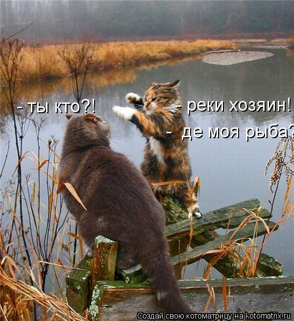 - ты кто?! - реки хозяин! - де моя рыба?... Котоматрица: - ты кто?! - реки хозяин! - де моя рыба?