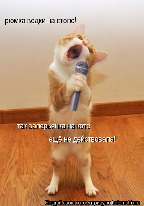 рюмка водки на столе! так валерьянка на коте ещё не действовала!... Котоматрица: рюмка водки на столе! так валерьянка на коте ещё не действовала!