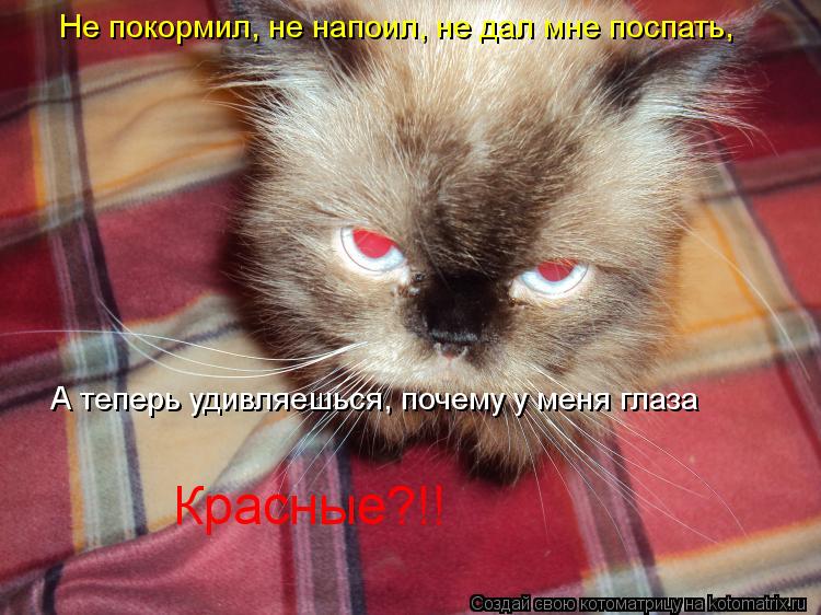 Не покормил, не напоил, не дал мне поспать, А теперь удивляешься, почему у меня глаза Красные?!!... Котоматрица: Не покормил, не напоил, не дал мне поспать, А теперь удивляешься, почему у меня глаза Красные?!!