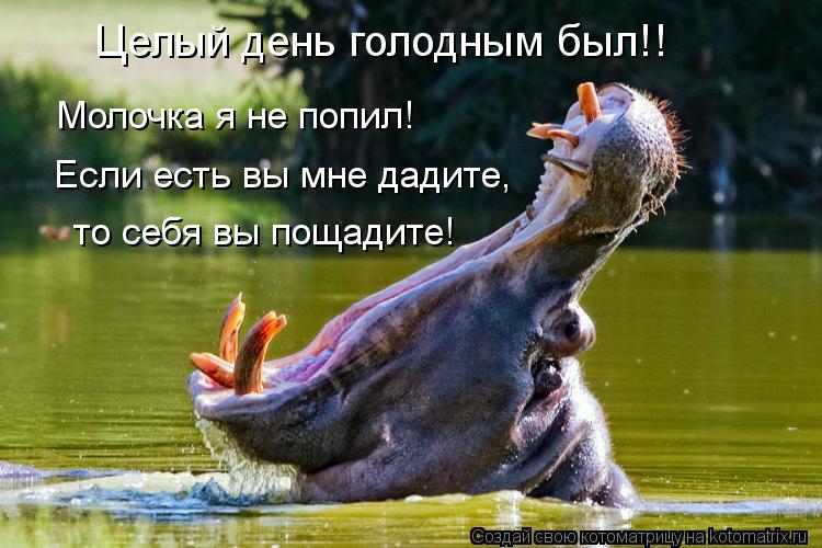 Целый день голодным был!! Молочка я не попил! Если есть вы мне дадите, то себя вы пощадите!... Котоматрица: Целый день голодным был!! Молочка я не попил! Если есть вы мне дадите, то себя вы пощадите!