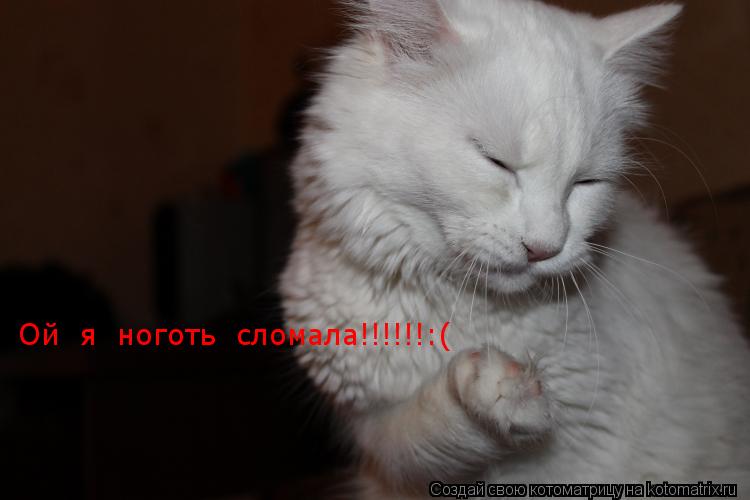 Ой я ноготь сломала!!!!!!:(... Котоматрица: Ой я ноготь сломала!!!!!!:(
