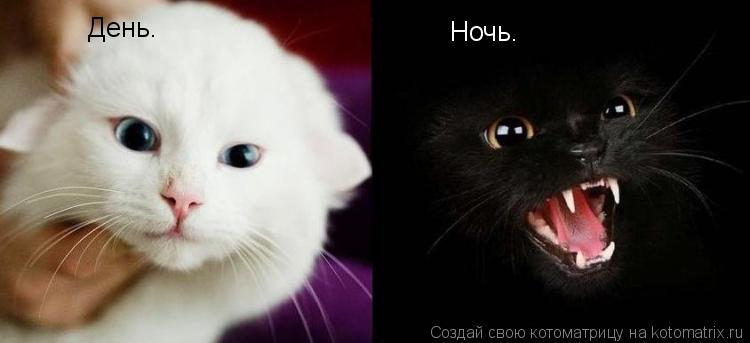 День. Ночь.... Котоматрица: День. Ночь.