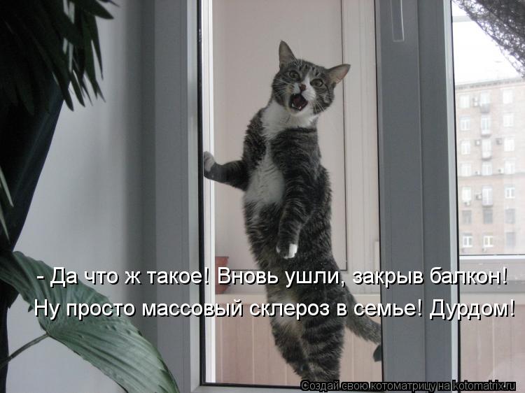 Котоматрица: - Да что ж такое! Вновь ушли, закрыв балкон! Ну просто массовый склероз в семье! Дурдом!