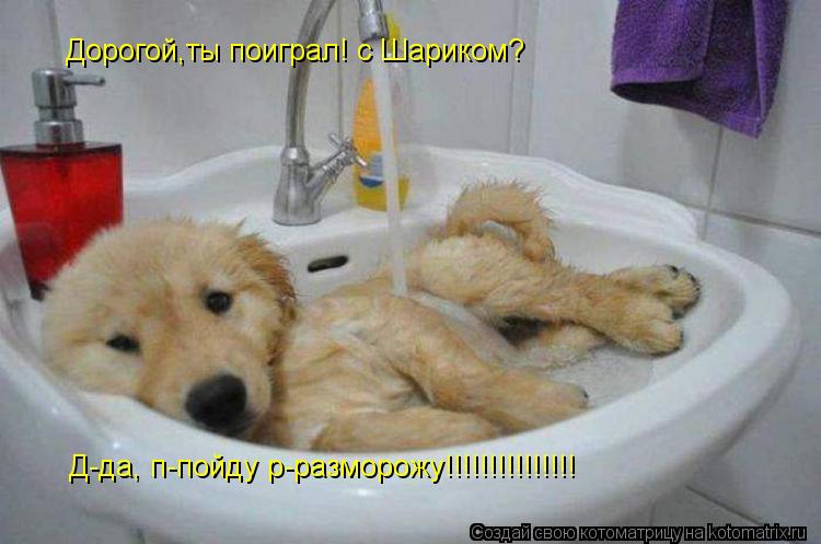 Дорогой,ты поиграл! с Шариком? Д-да, п-пойду р-разморожу!!!!!!!!!!!!!!!... Котоматрица: Дорогой,ты поиграл! с Шариком? Д-да, п-пойду р-разморожу!!!!!!!!!!!!!!!