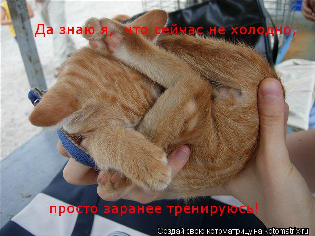 Да знаю я, что сейчас не холодно, просто заранее тренируюсь!... Котоматрица: Да знаю я, что сейчас не холодно, просто заранее тренируюсь!