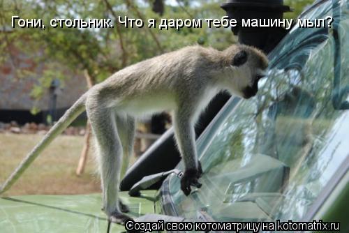 Гони, стольник. Что я даром тебе машину мыл?... Котоматрица: Гони, стольник. Что я даром тебе машину мыл?