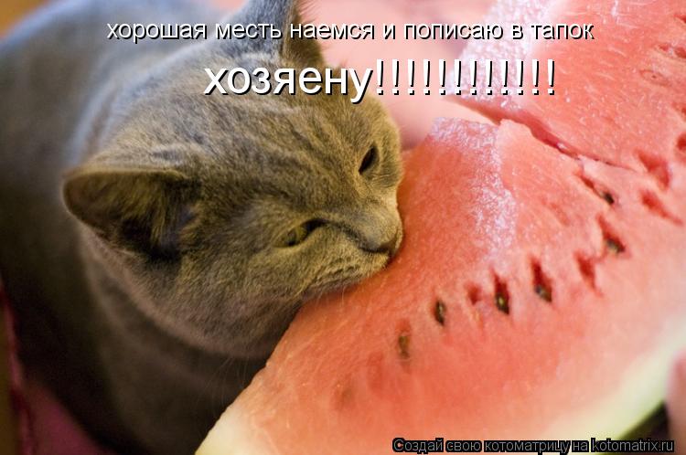 хорошая месть наемся и пописаю в тапок хозяену!!!!!!!!!!!!... Котоматрица: хорошая месть наемся и пописаю в тапок хозяену!!!!!!!!!!!!