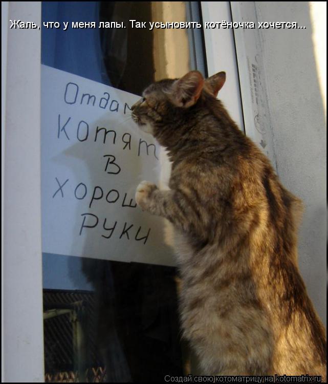 Жаль, что у меня лапы. Так усыновить котёночка хочется...... Котоматрица: Жаль, что у меня лапы. Так усыновить котёночка хочется...