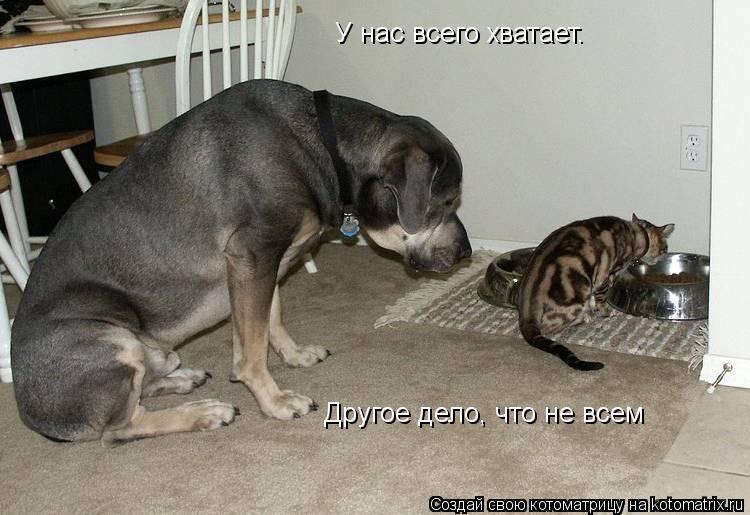У нас всего хватает. Дpyгое дело, что не всем... Котоматрица: У нас всего хватает. Дpyгое дело, что не всем