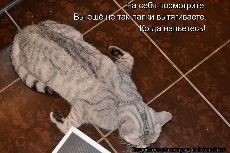 Вы ещё не так лапки вытягиваете, Когда напьётесь! На себя посмотрите, На себя посмотрите,... Котоматрица: Вы ещё не так лапки вытягиваете, Когда напьётесь! На себя посмотрите, На себя посмотрите,