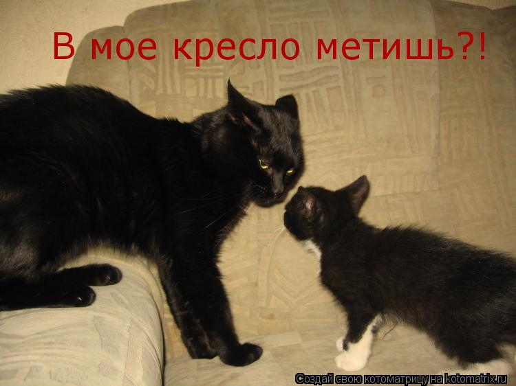 В мое кресло метишь?!... Котоматрица: В мое кресло метишь?!